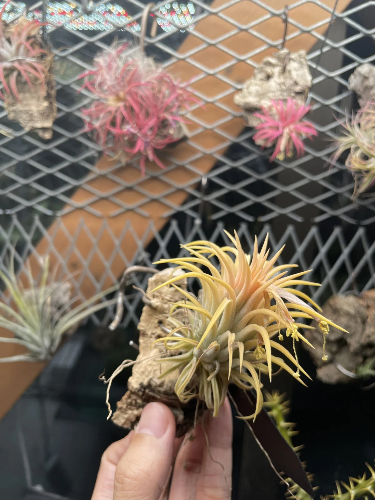 ティランジア　イオナンタ　イエローマジック