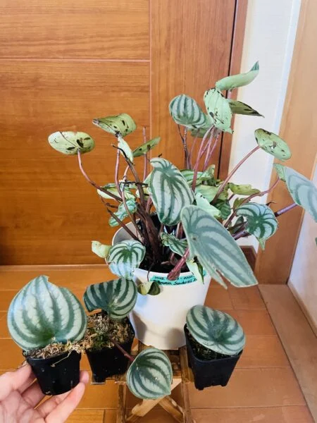 ぺぺロミア サンデルシー スイカぺぺ 葉挿し 茎挿し 夏越し