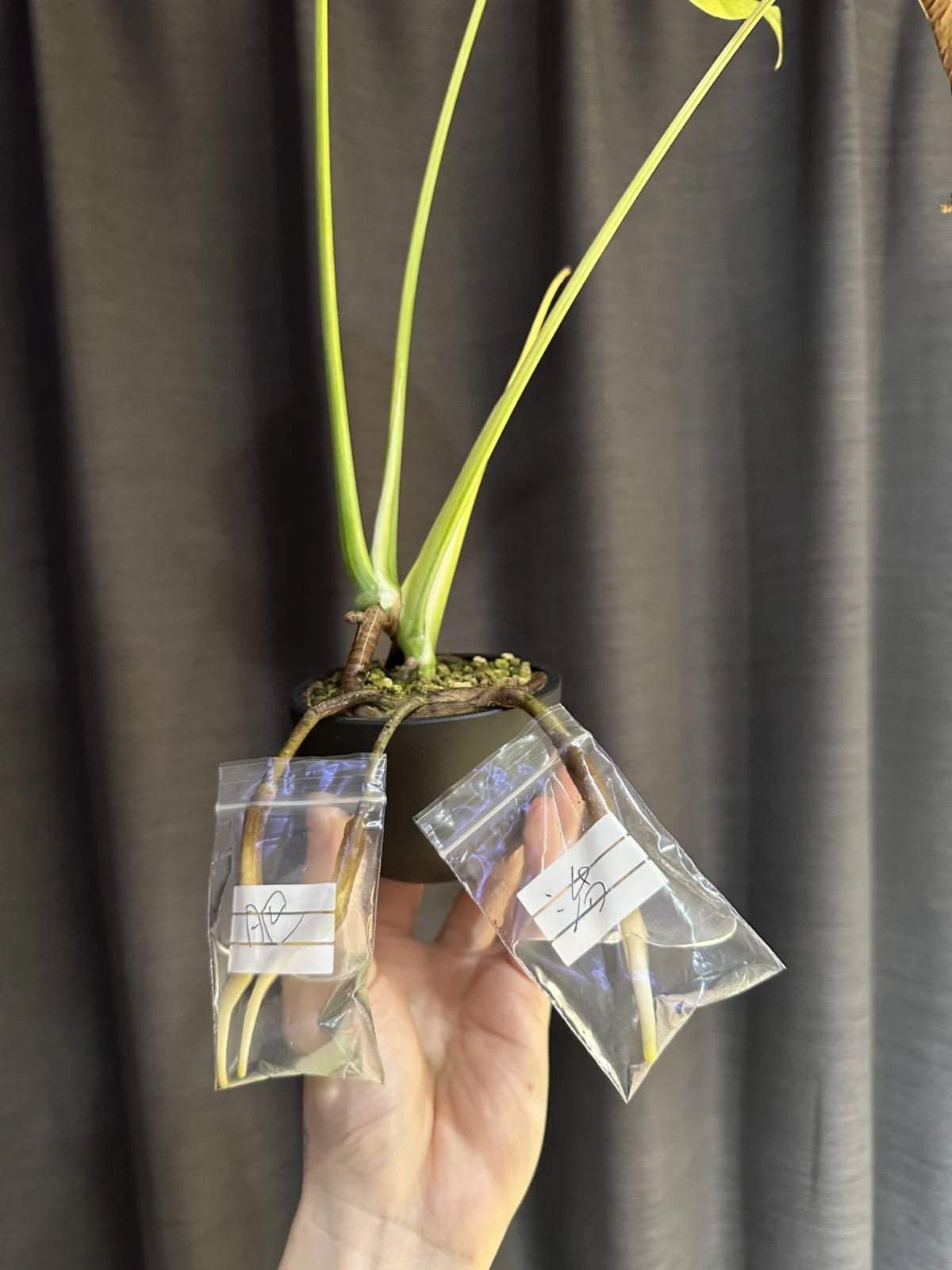 モンステラ　イエローマリリン