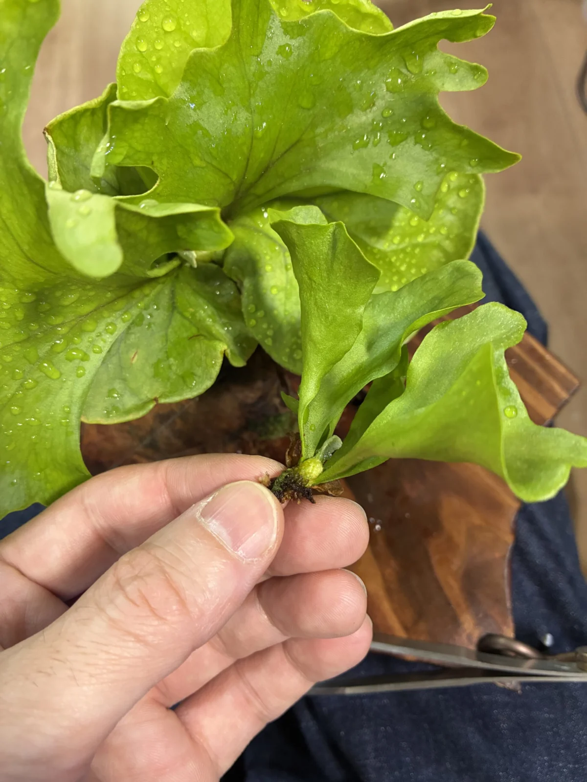 リドレイ　脇目