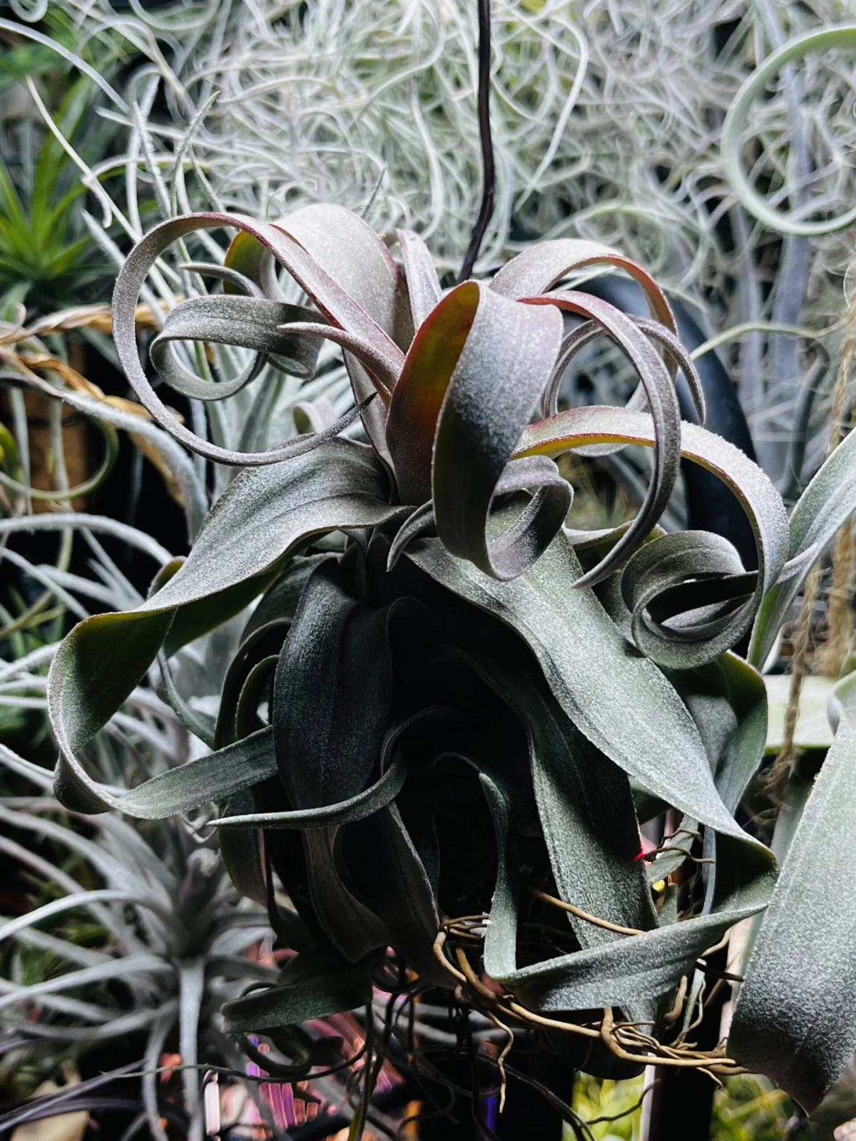 ティランジア ストレプトフィラ レッドクローン