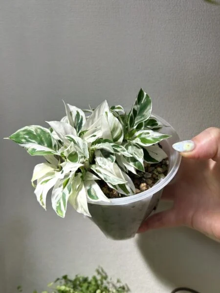 カラテア　ホワイトフュージョン　小葉茂 version
