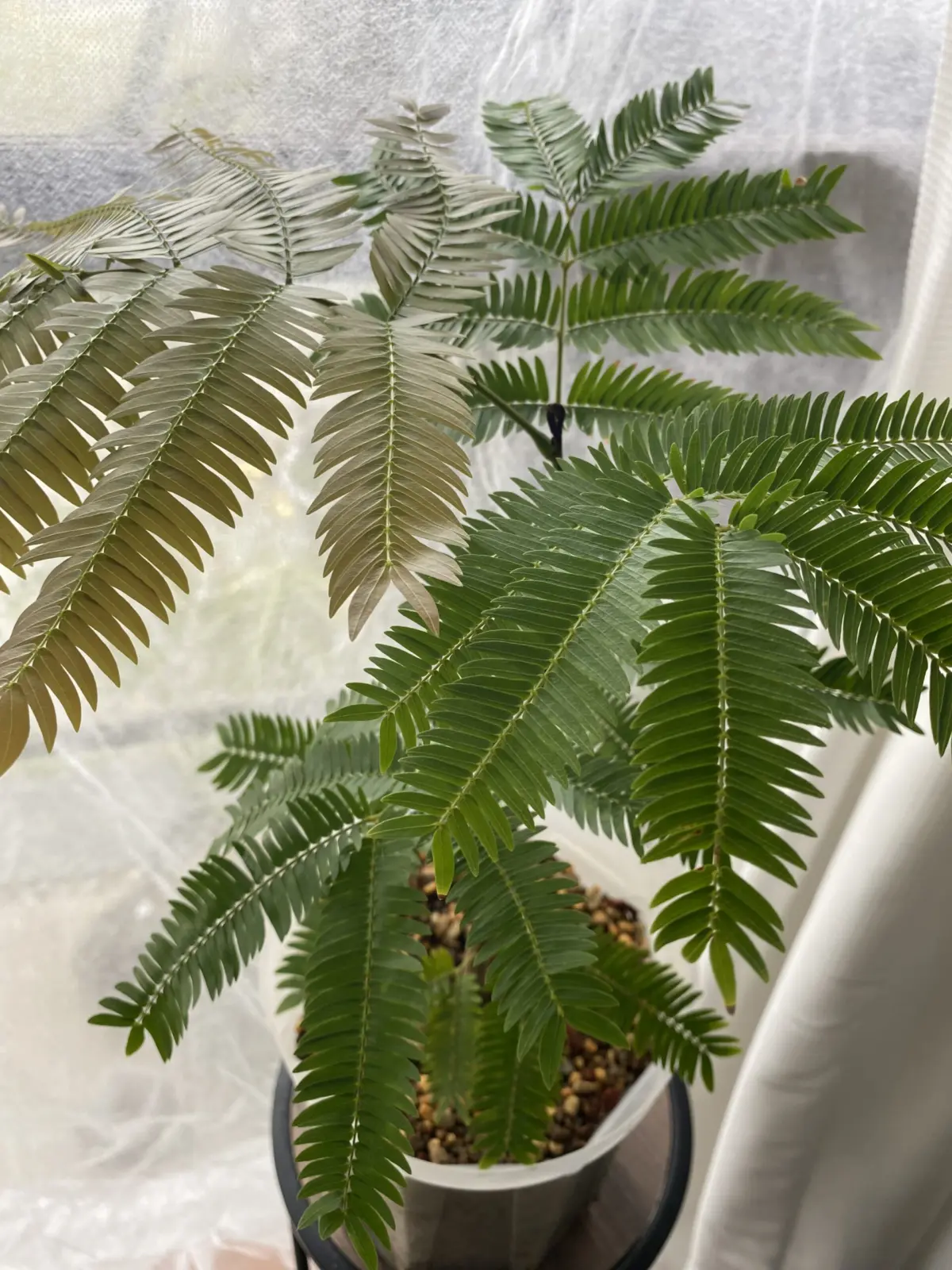 エバーフレッシュ