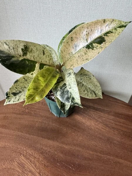 フィカス　エラスティカ　シベレアナ