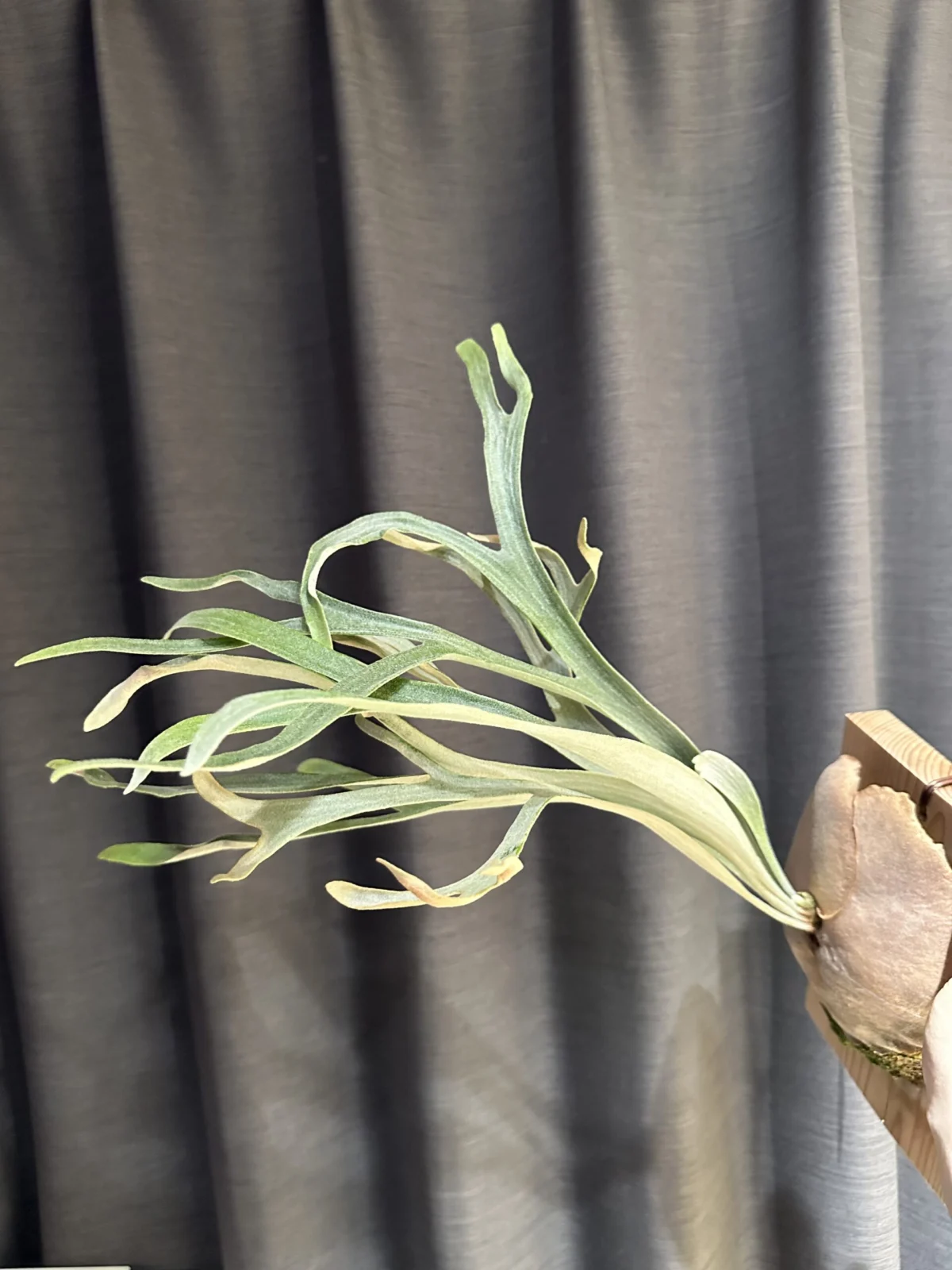 ビカクシダ　MW9