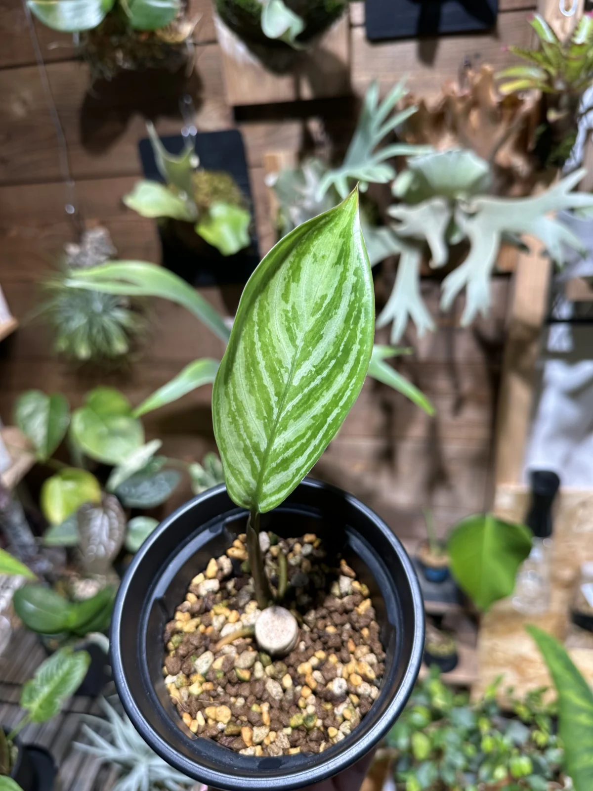 アグラオネマ　ニティドゥム　カーティシー