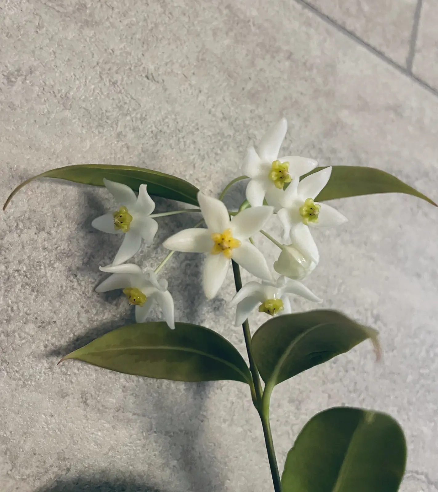 ホヤ　マピギュラ♯7