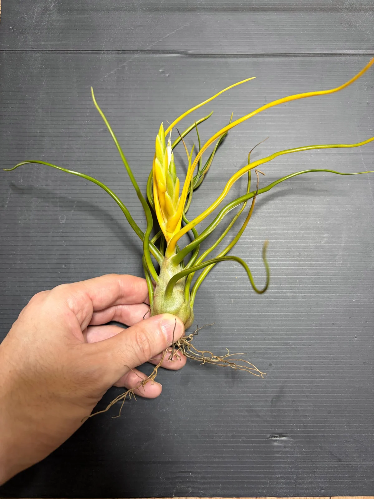 ティランジア　ブルボーサ　アルバ