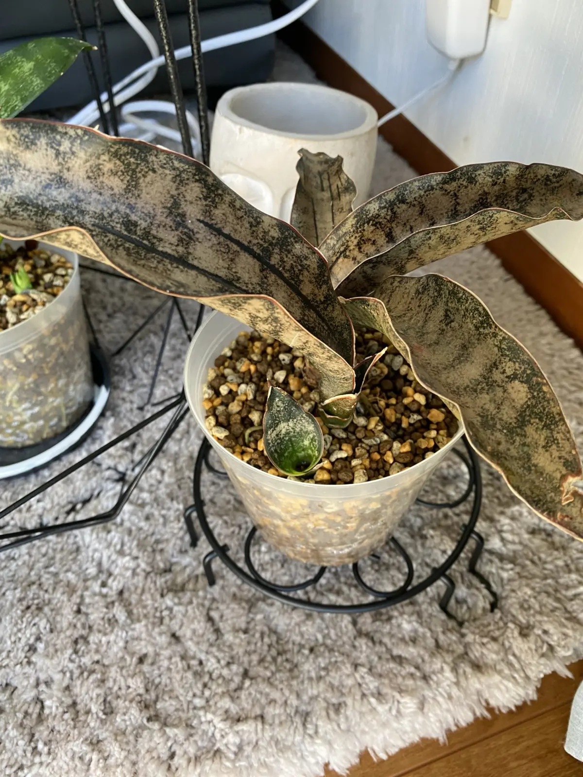 サンセベリア　キルキー