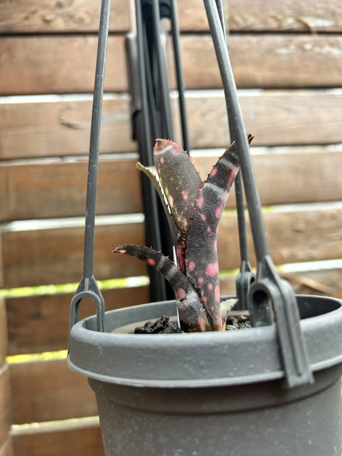 ビルベルギア　インセンディアリーデライト