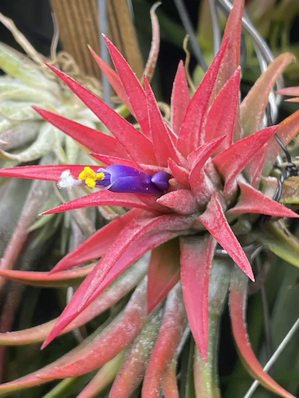 ティランジア イオナンタ オレンジ