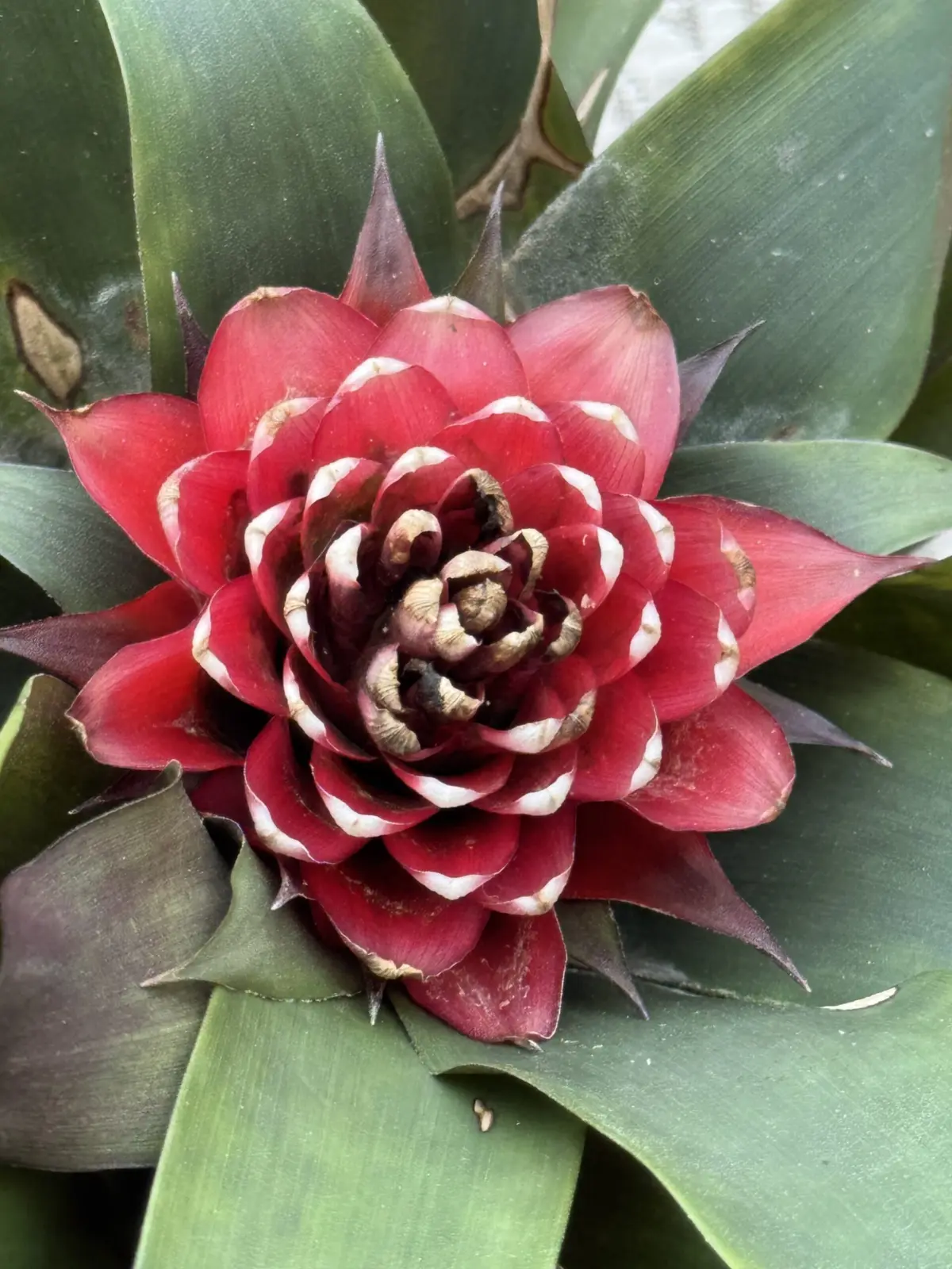 グズマニア　プリシラ　花終わり