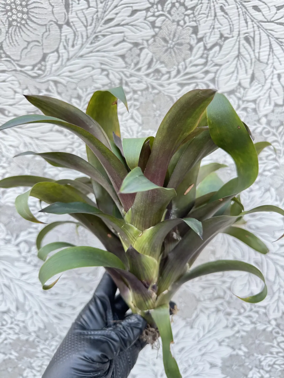 グズマニア　プリシラ　子株付き側面