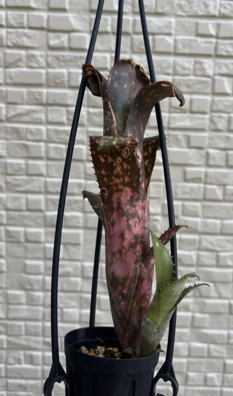 ビルベルギア　コールドフュージョン