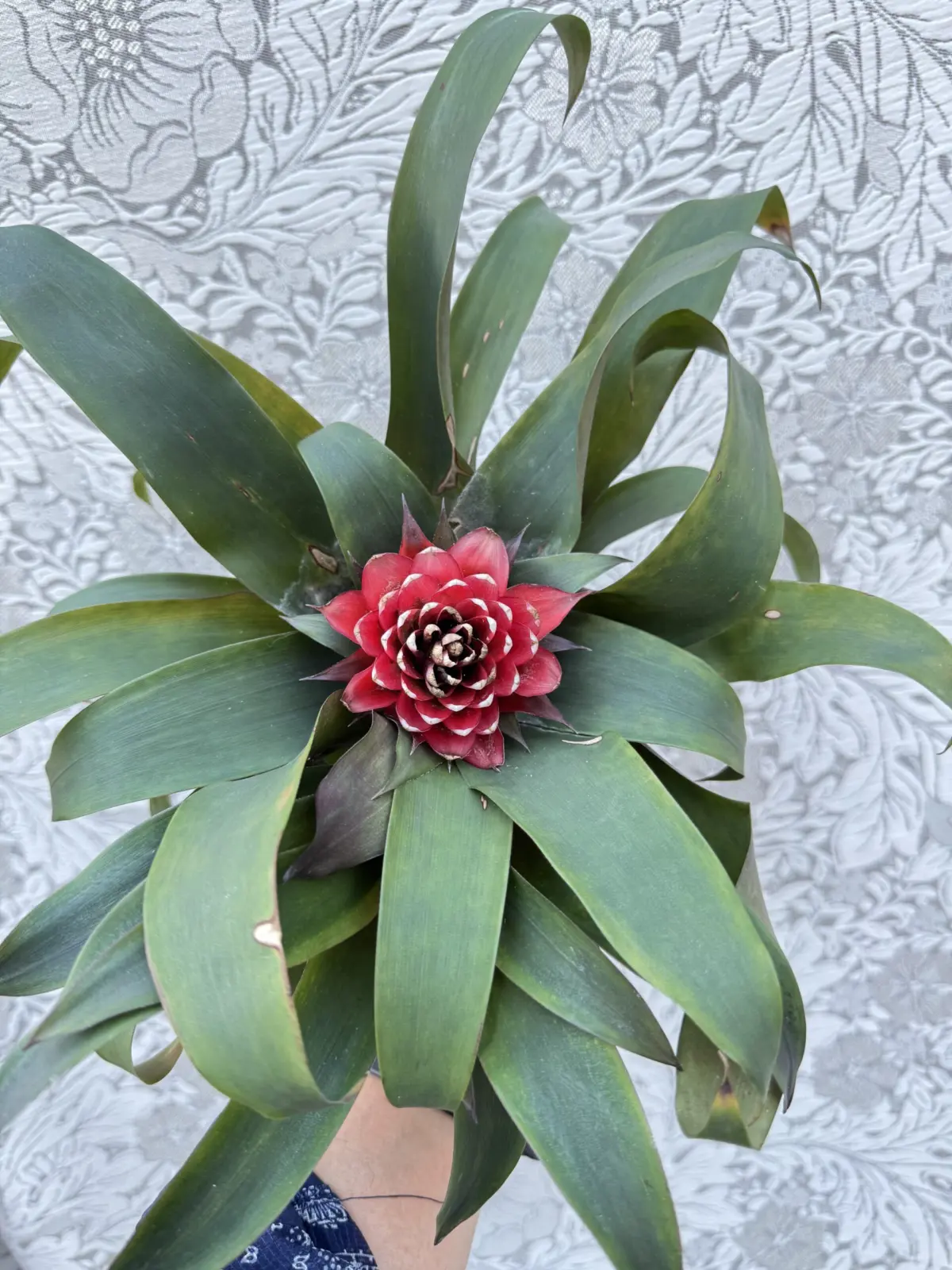 グズマニア　プリシラ　花終わり　天面