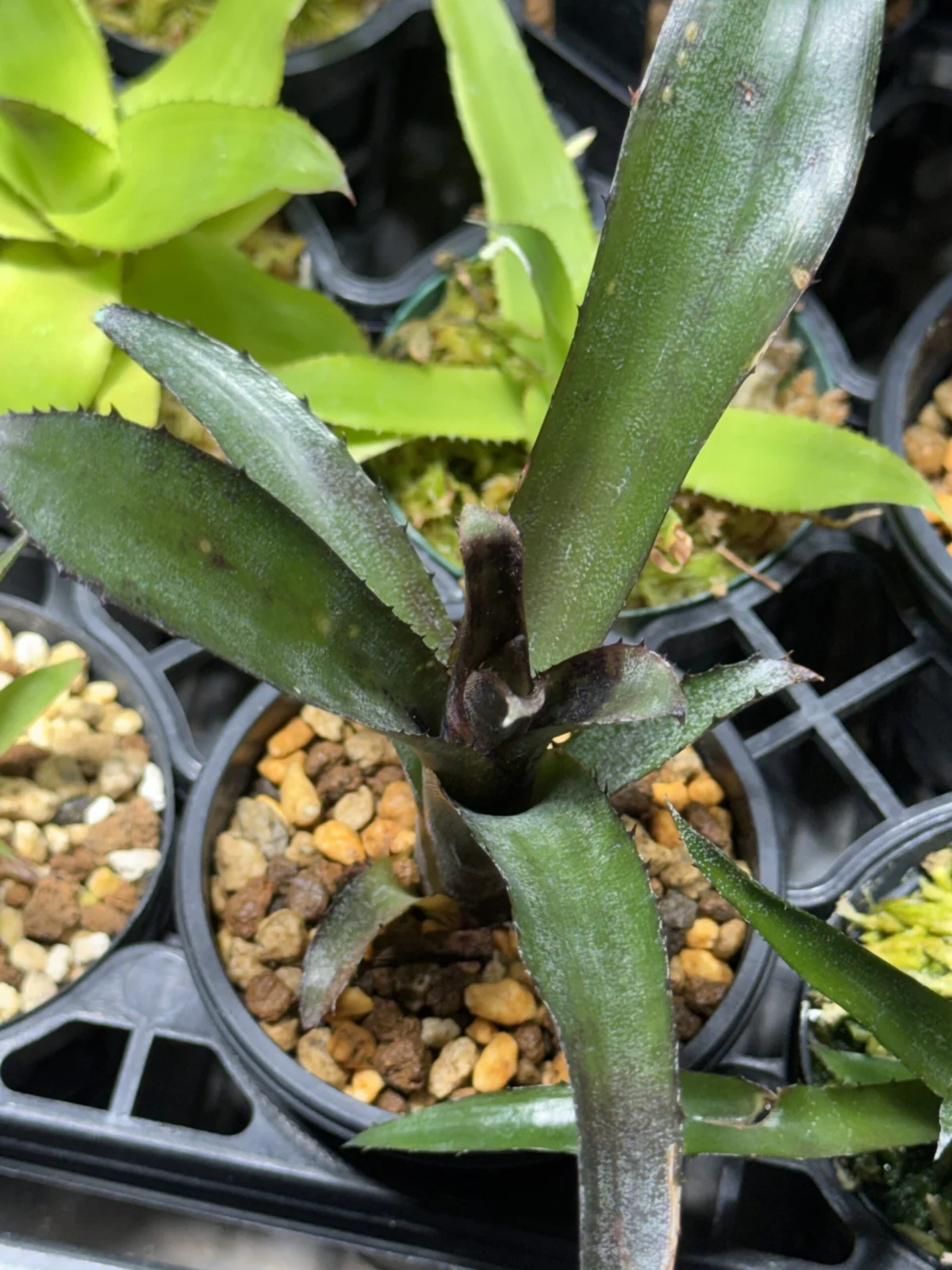 ビルベルギア　カイゲン　変な葉っぱ