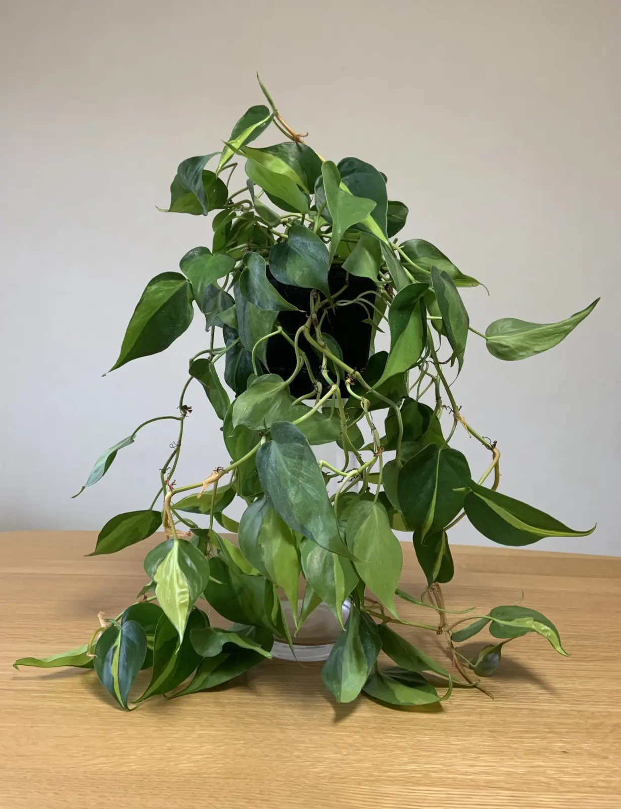 フィロデンドロン　オキシカルジウム　ブラジル