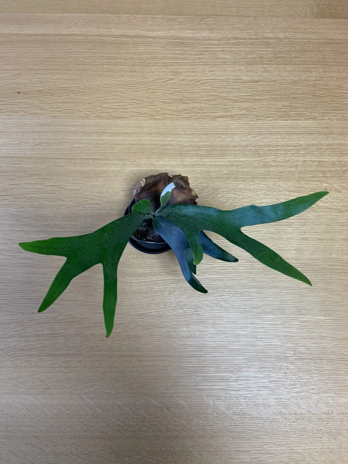 ビカクシダ　アルキコルネ　(夫)