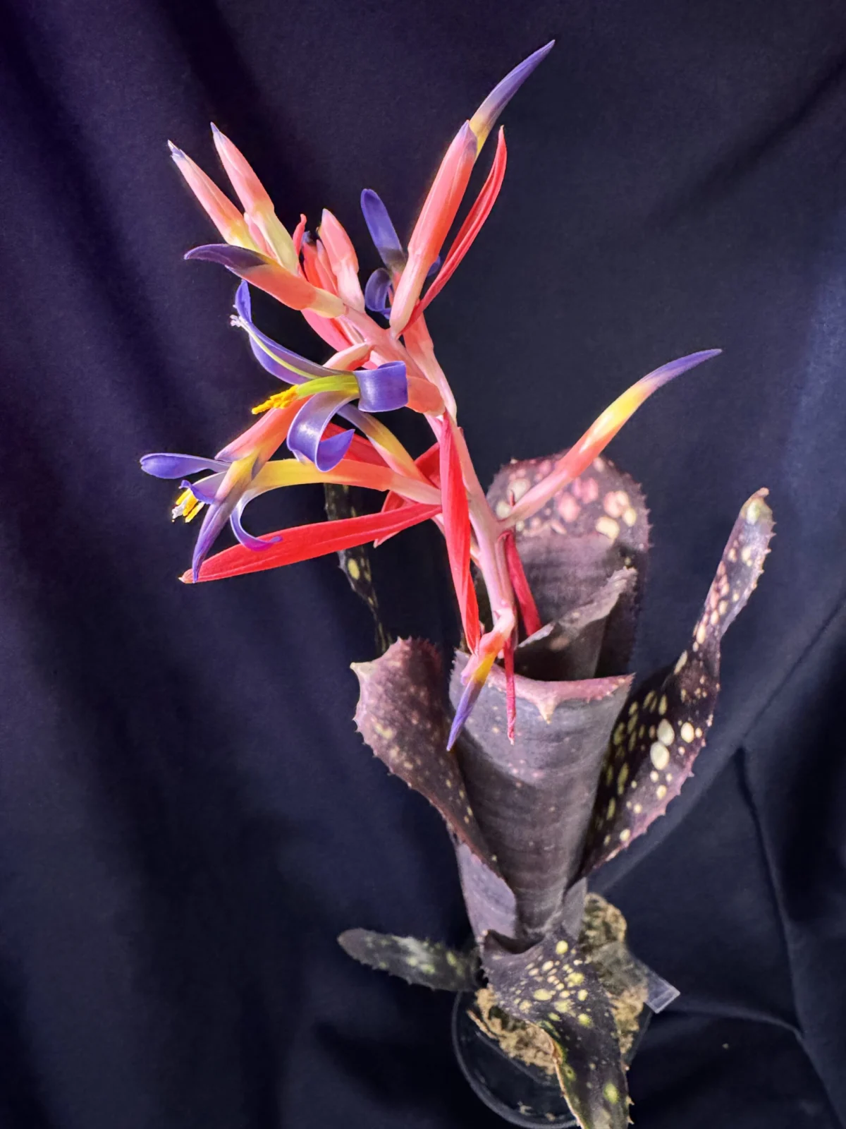 ビルベルギア　ブラックパール　花