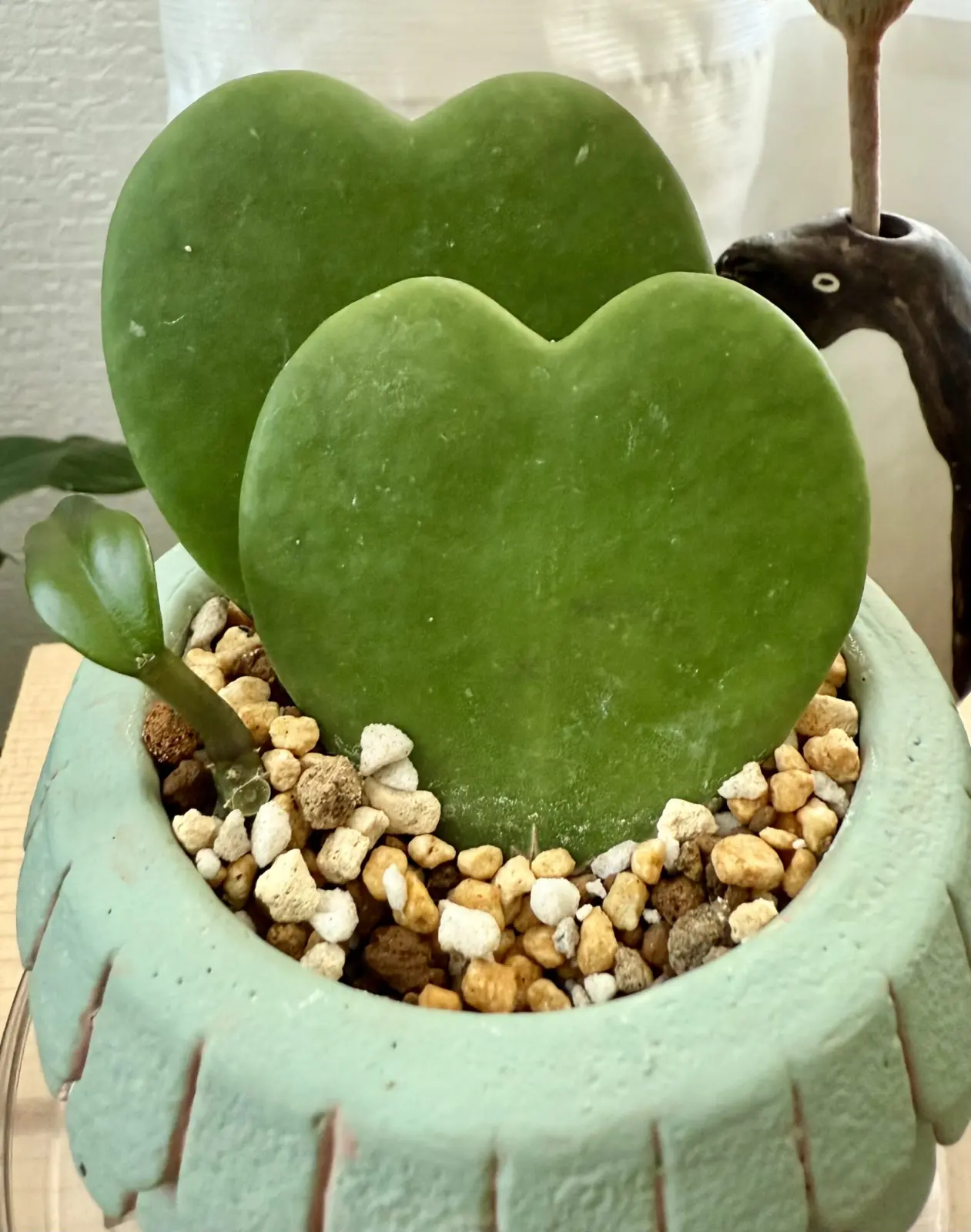 ホヤ カーリー ハート 葉挿し