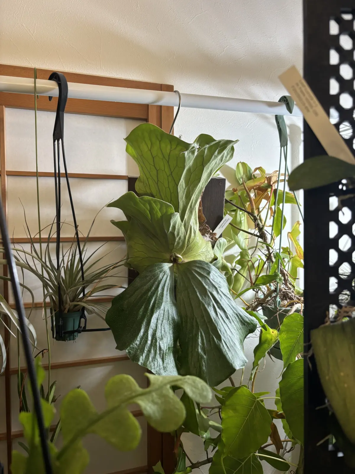 ビカクシダ エレファントティス アンゴレンセ