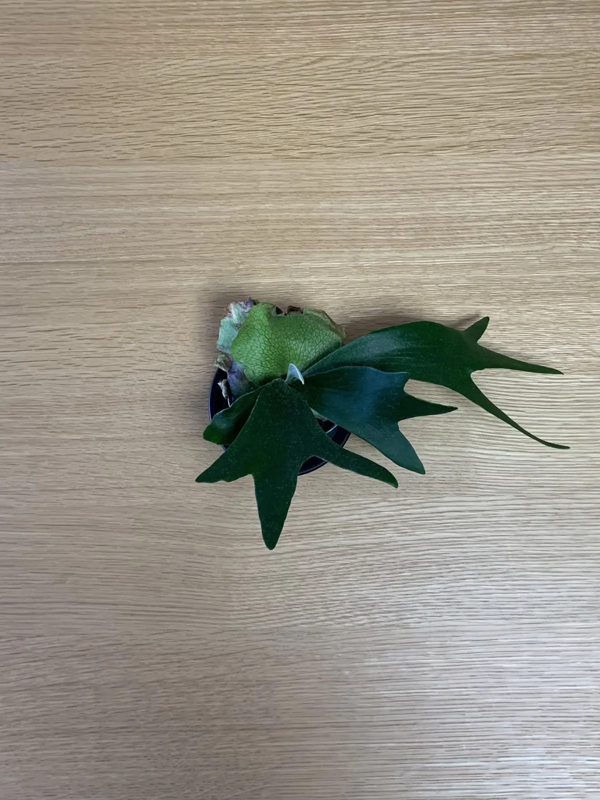 ビカクシダ　アルキコルネ