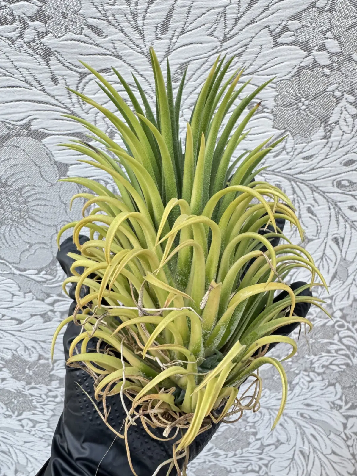 ティランジア　イオナンタ　札落ち　側面　村長に挑戦状