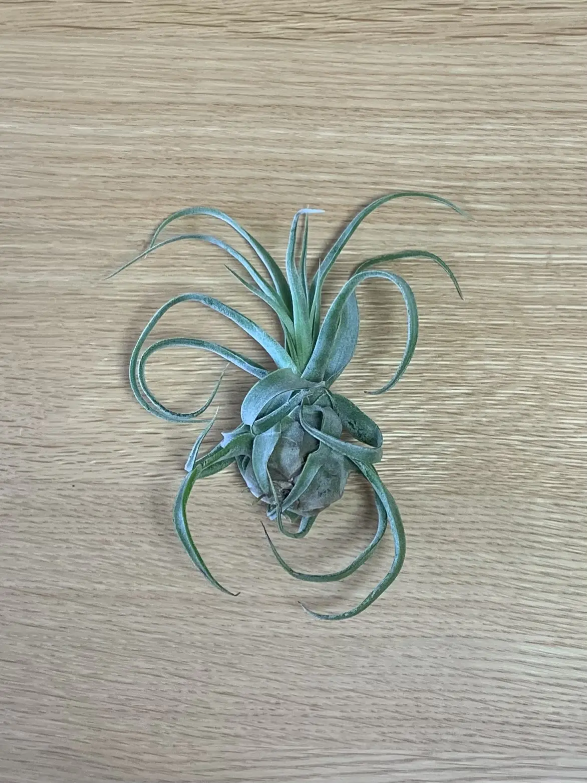 ティランジア　ストレプトフィラ