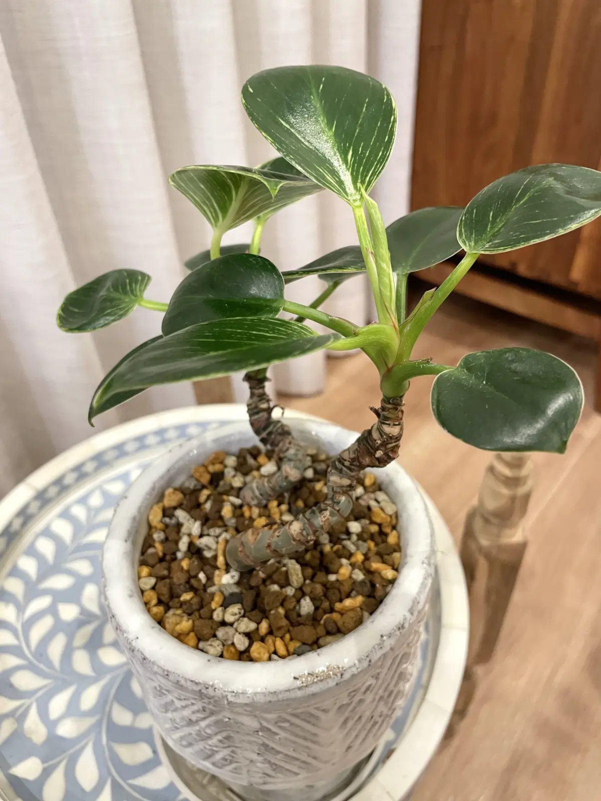 フィロデンドロン　バーキン　