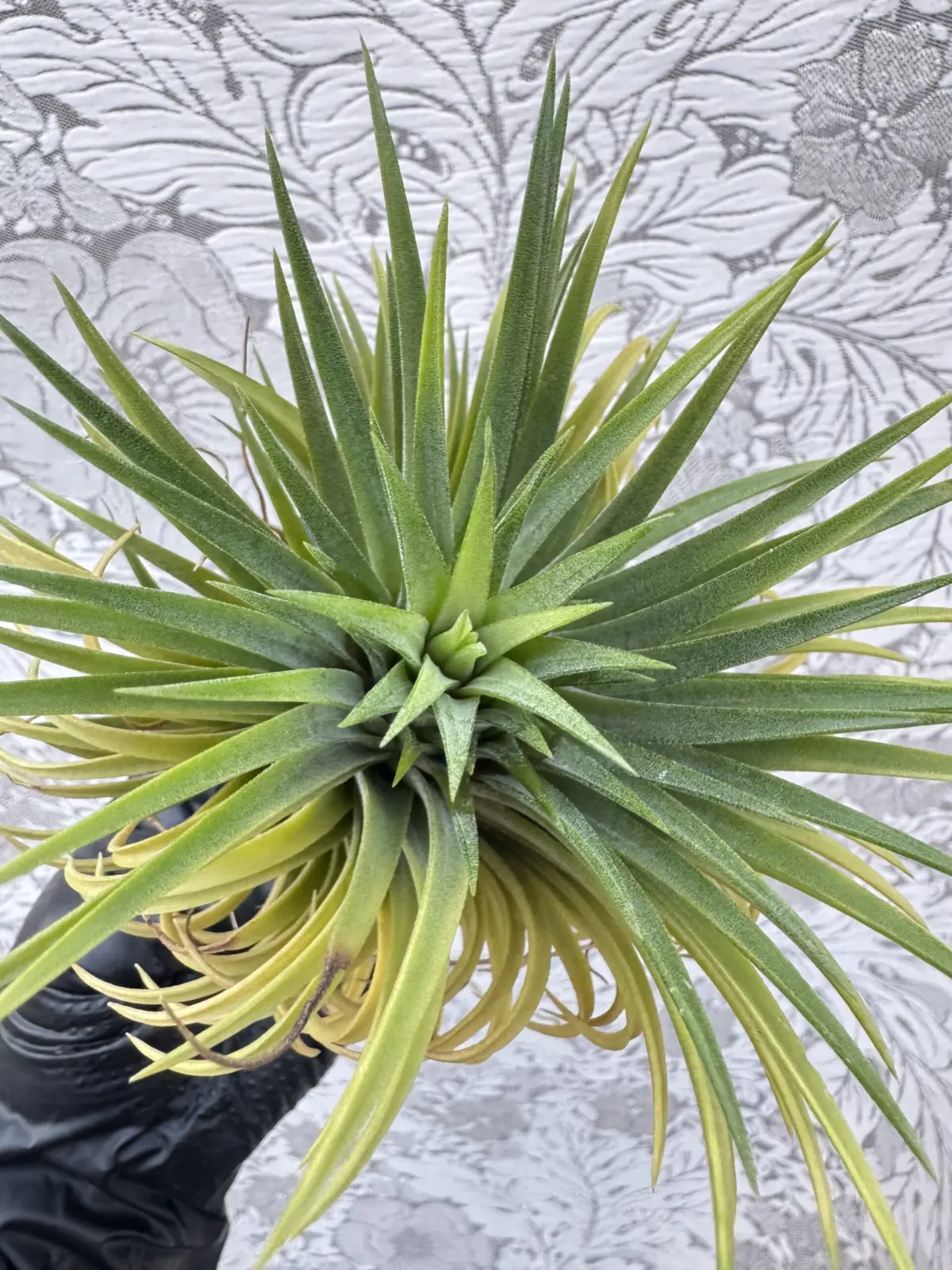 ティランジア　イオナンタ　札落ち　天面　村長に挑戦状