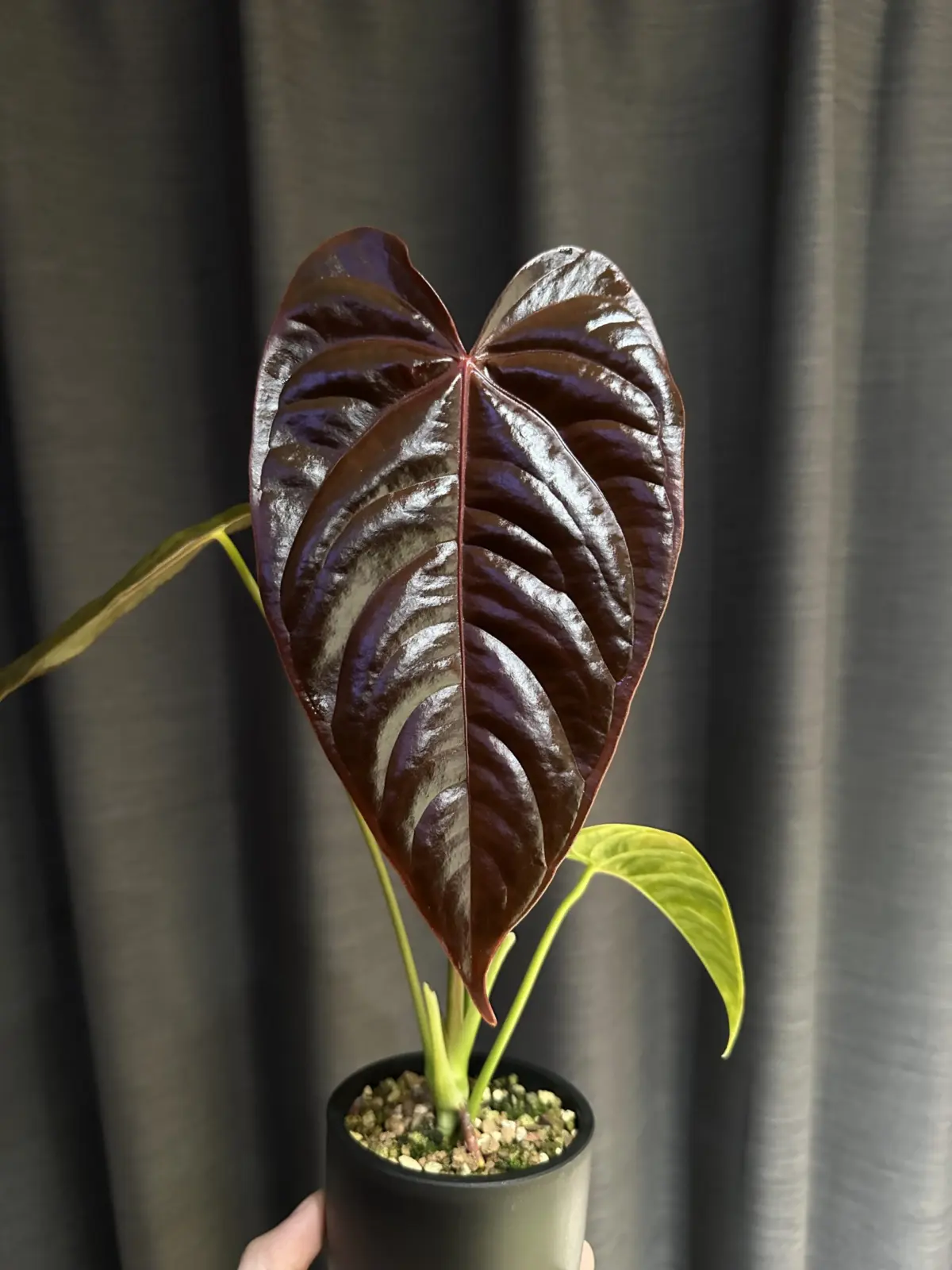 アンスリウム　ベイチー×ロムズレッド