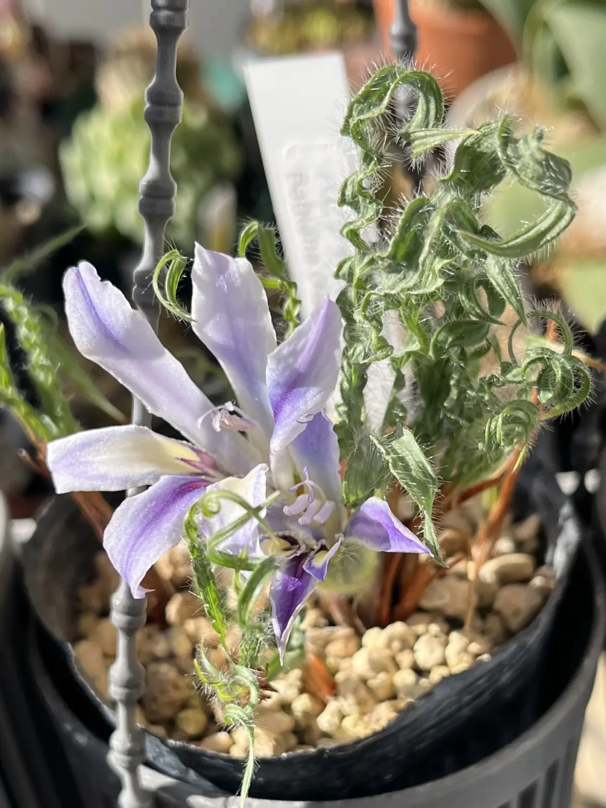 ケープバルブ バビアナ クリスパ 花