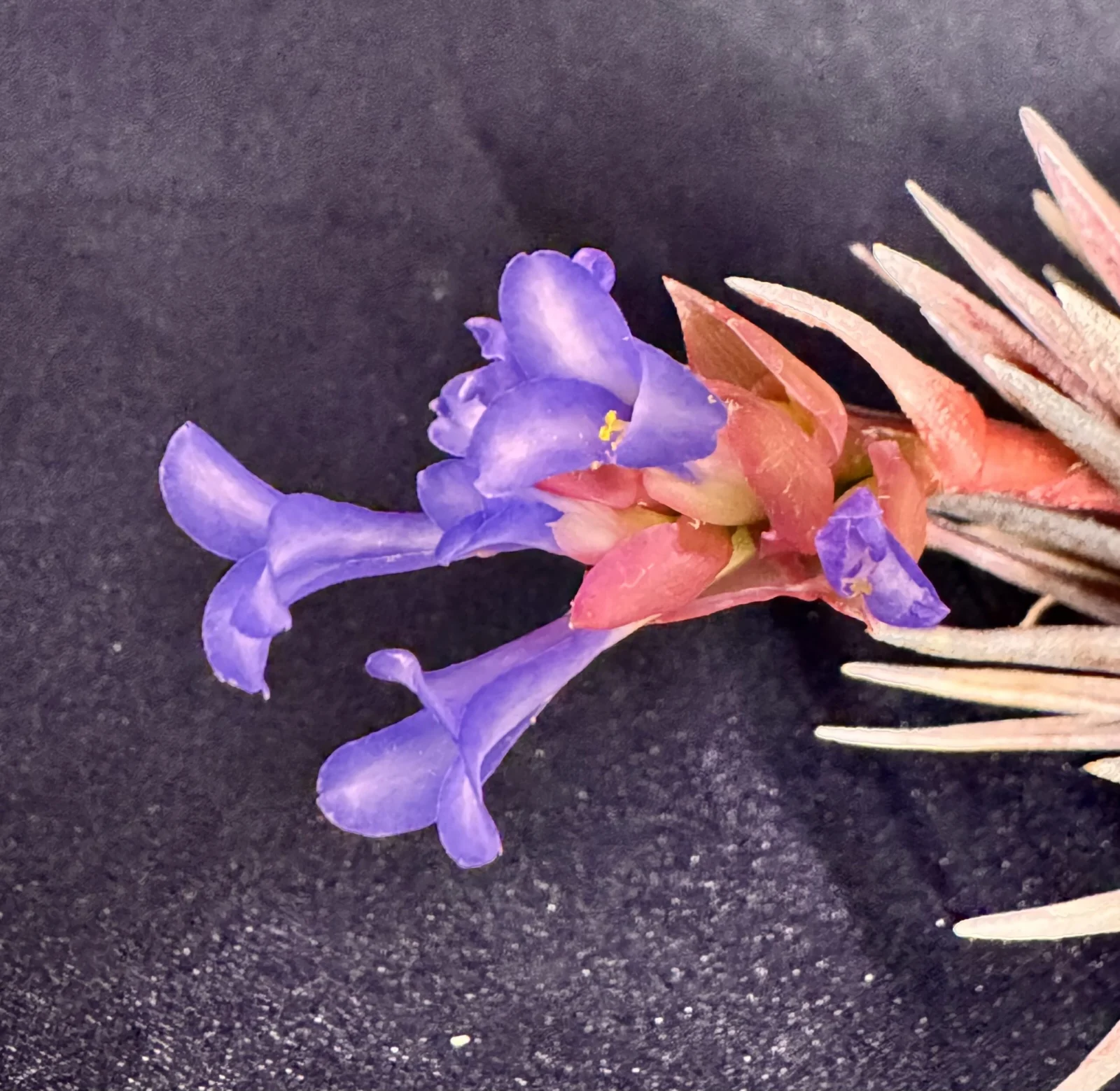 ティランジア　ネグレクタ　ルブラ　花