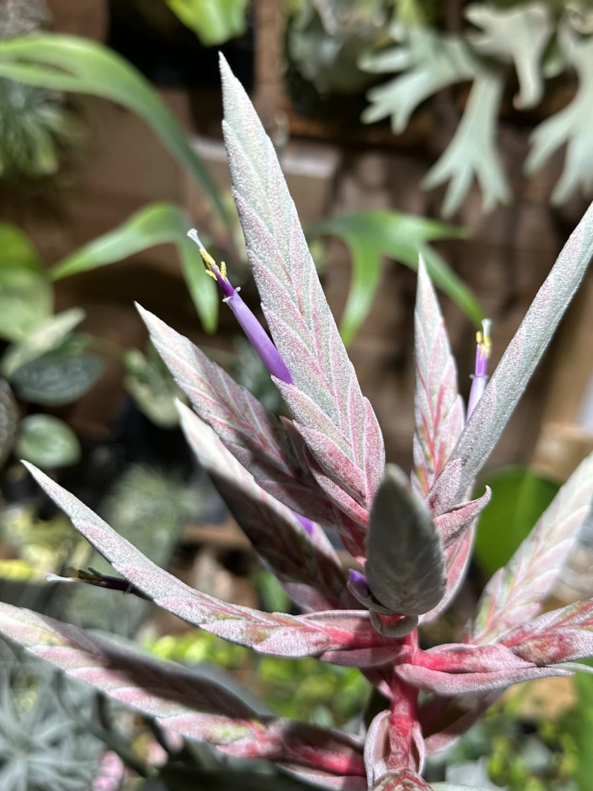 ティランジア　ストレプトフィラ　花