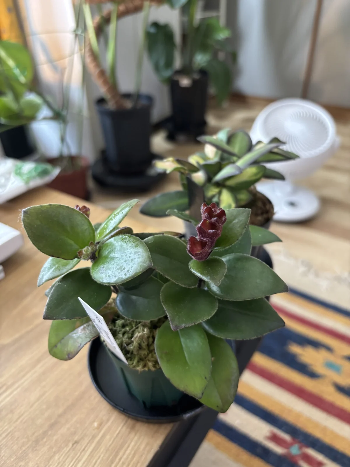 エスキナンサス　モナリザ　横浜