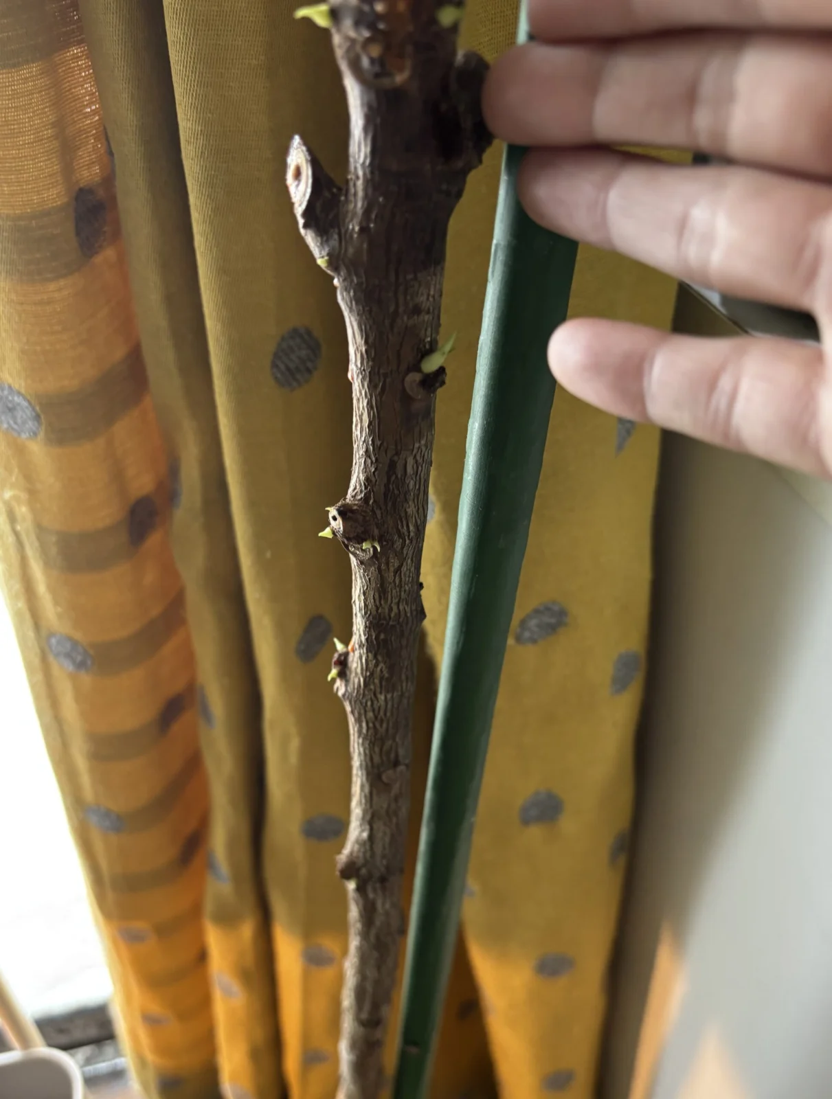 フィカスジン　横浜