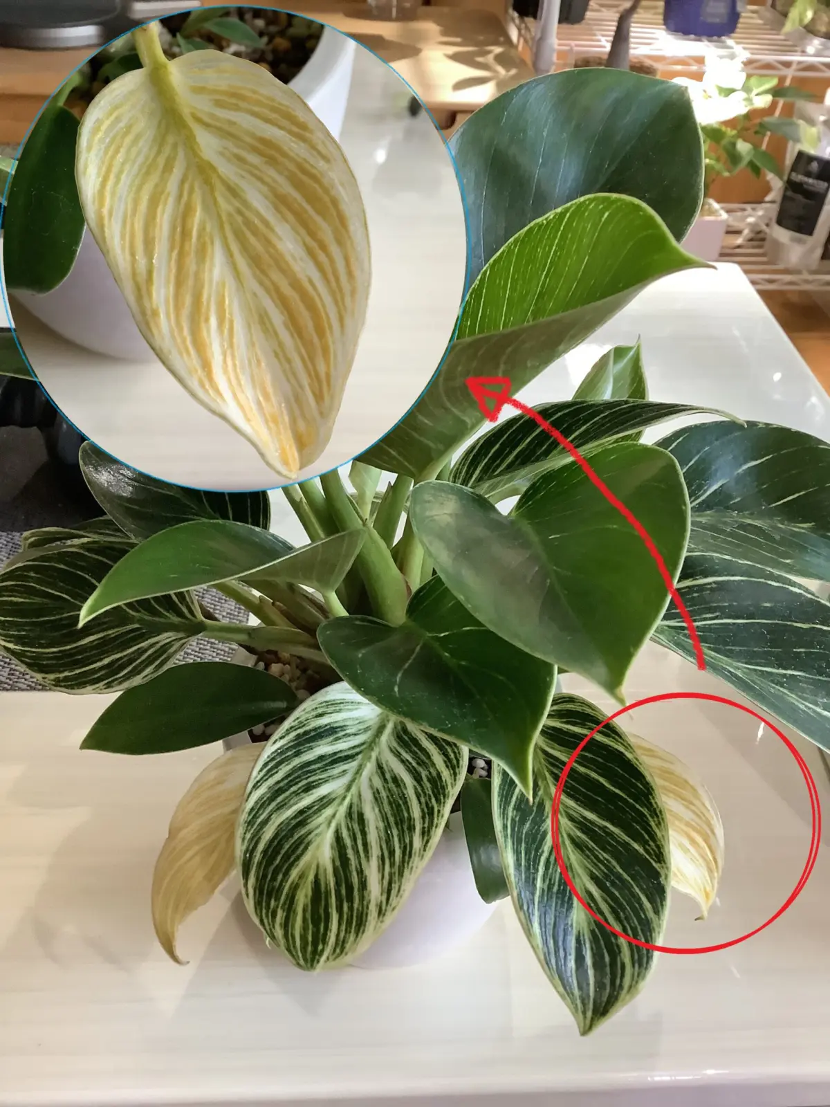 フィロデンドロン　バーキン