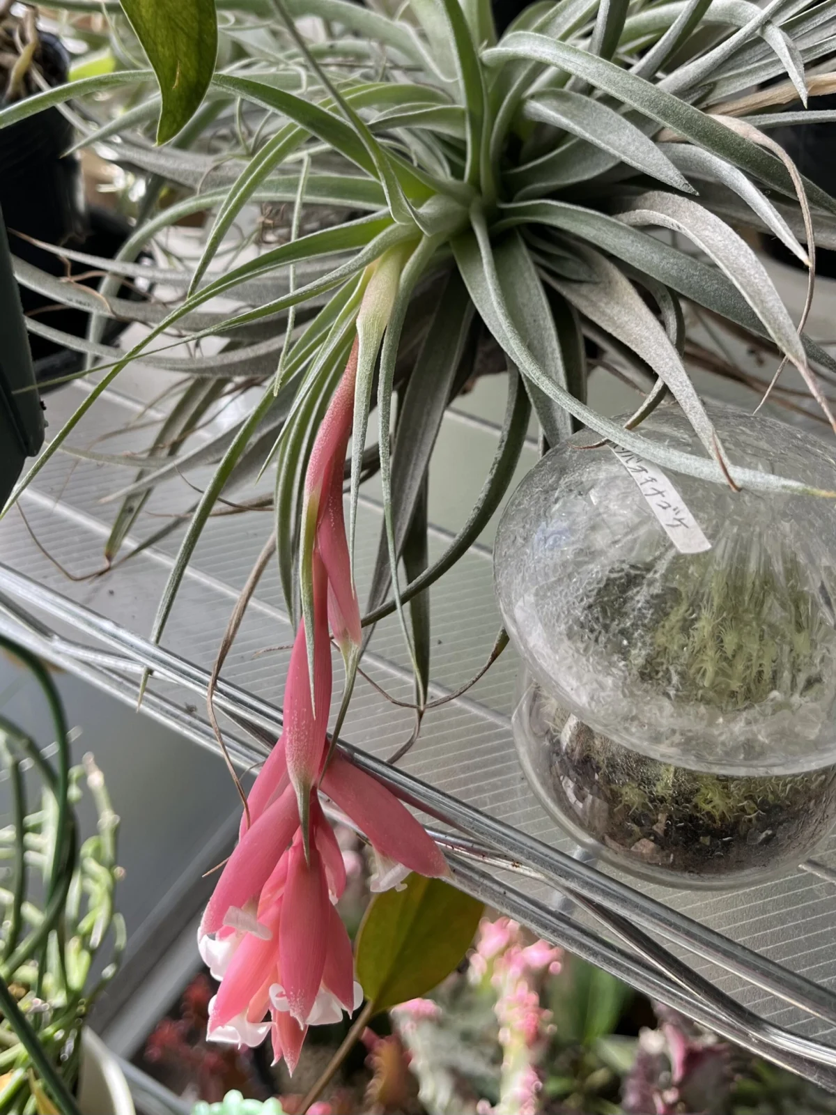 ティランジア　レクルビフォリア　花