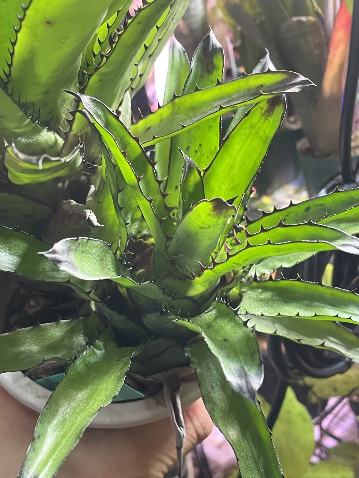 カニストラム　トリアングラレ　子株