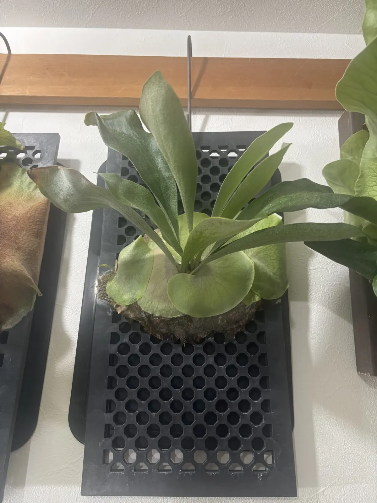 ビカクシダ アルシコルネ