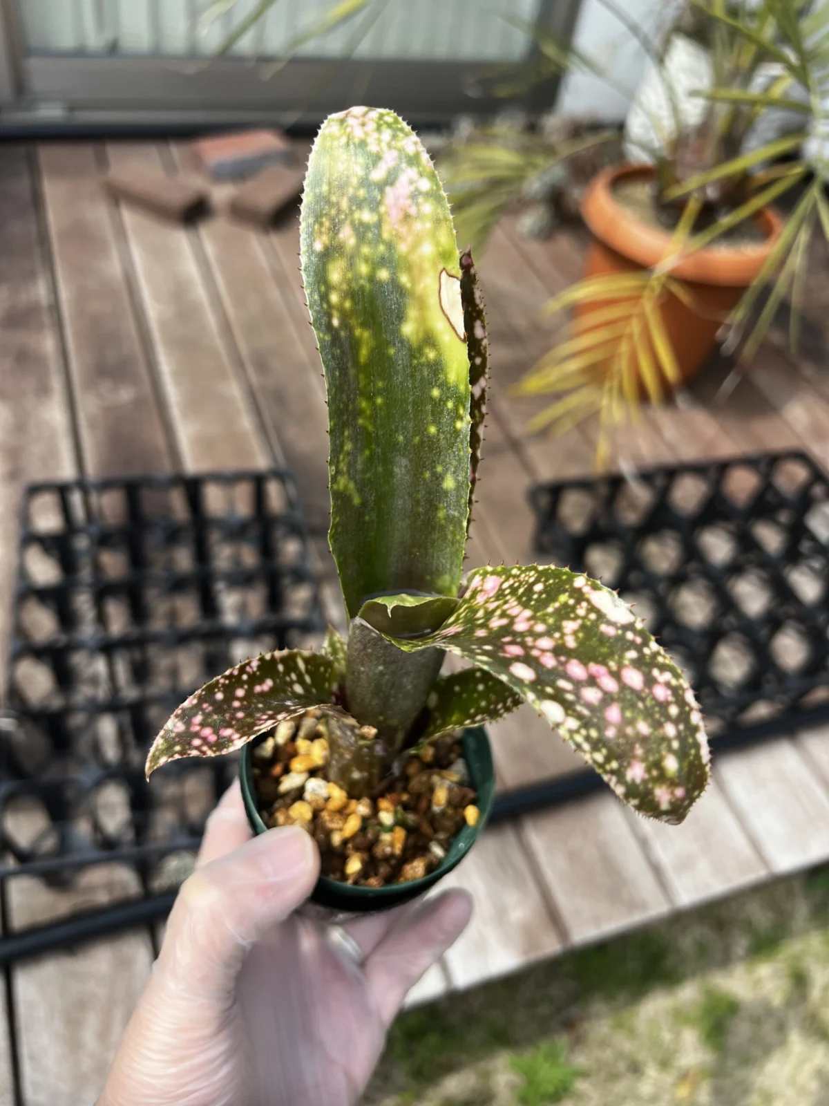 ビルベルギア　フラアウワナ　チャレンジ