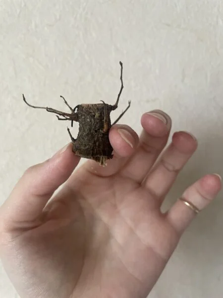 ガジュマル　根腐れ