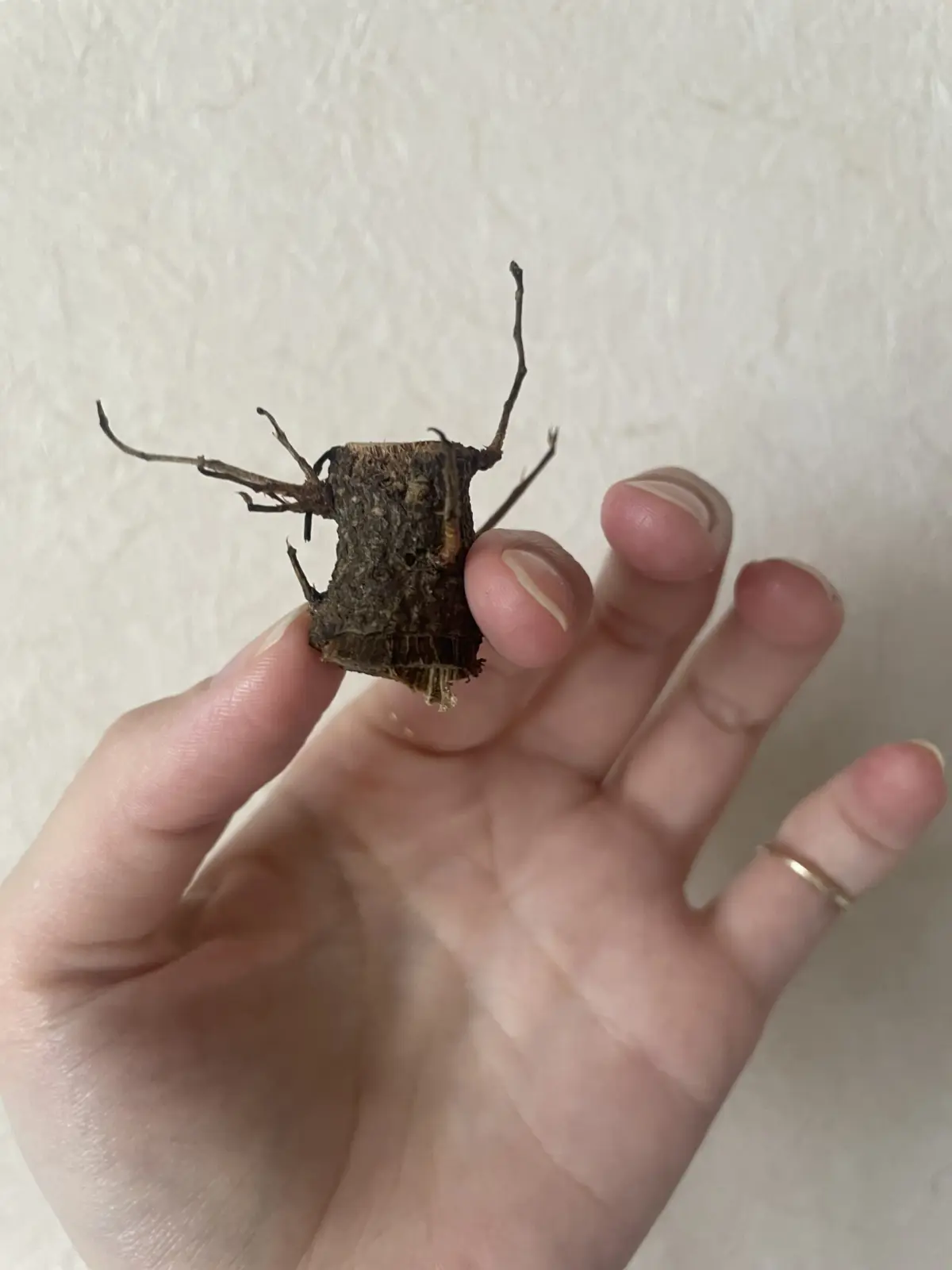 ガジュマル　根腐れ