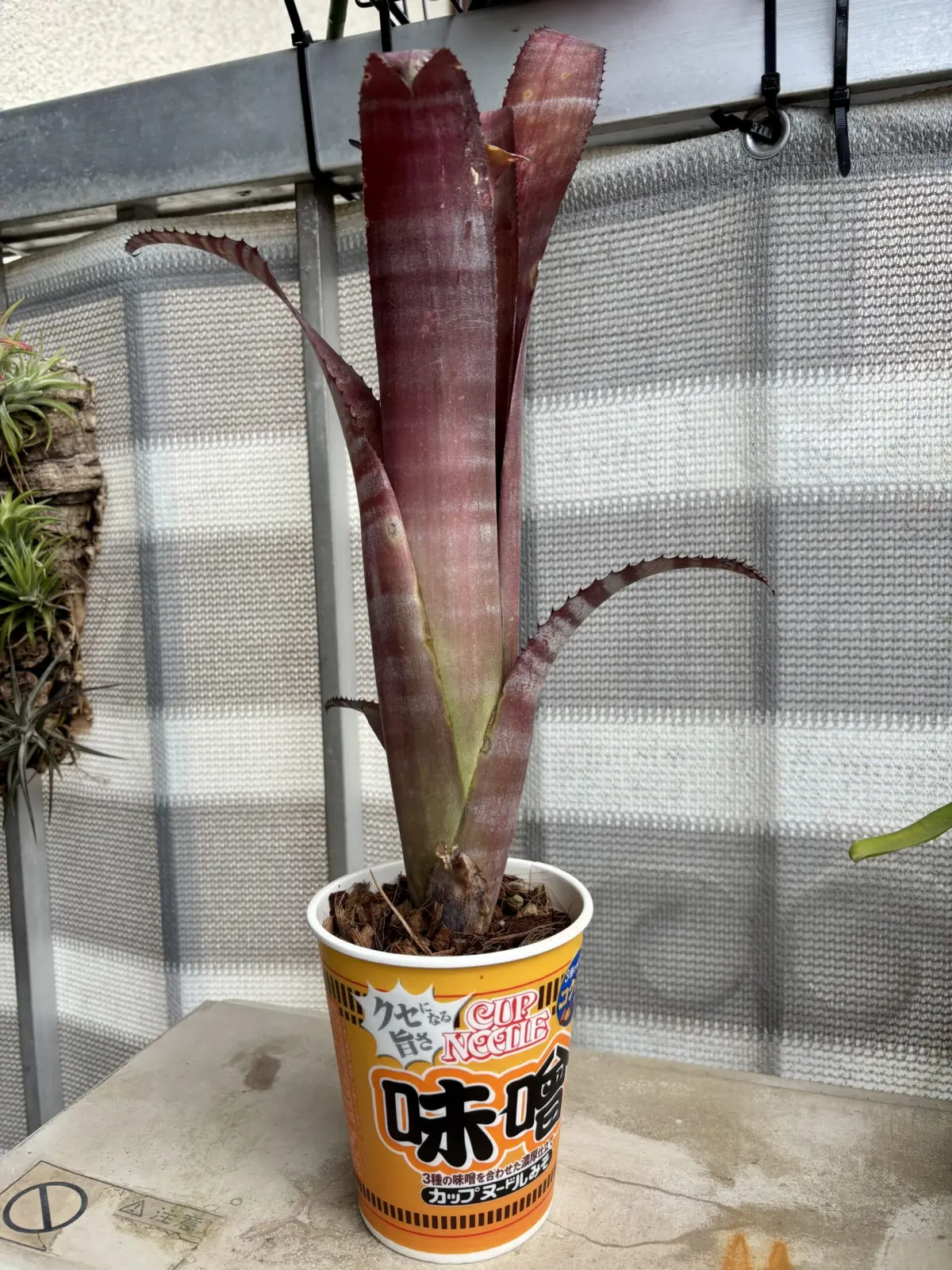 ビルベルギア/ビッタータ