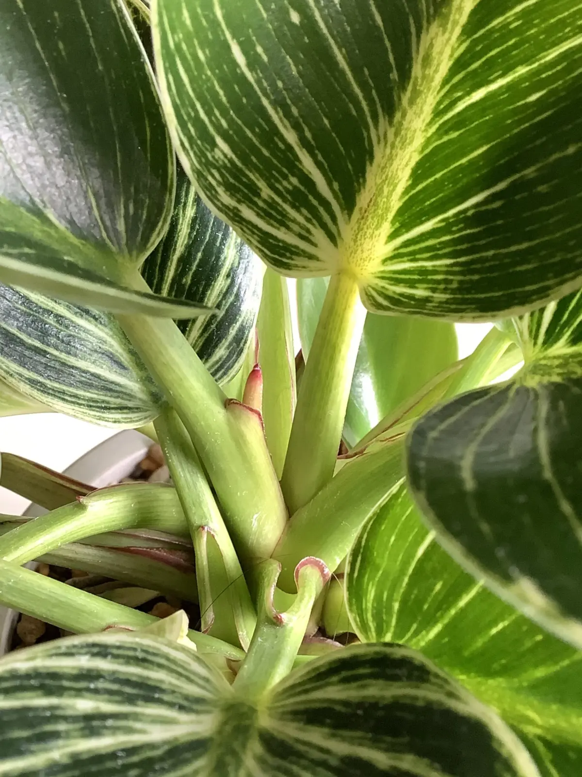 フィロデンドロン　バーキン