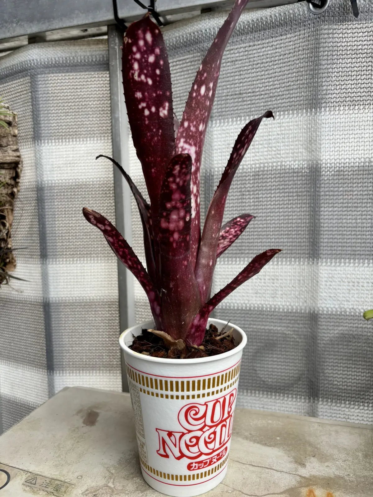 ビルベルギア/ハレルヤ