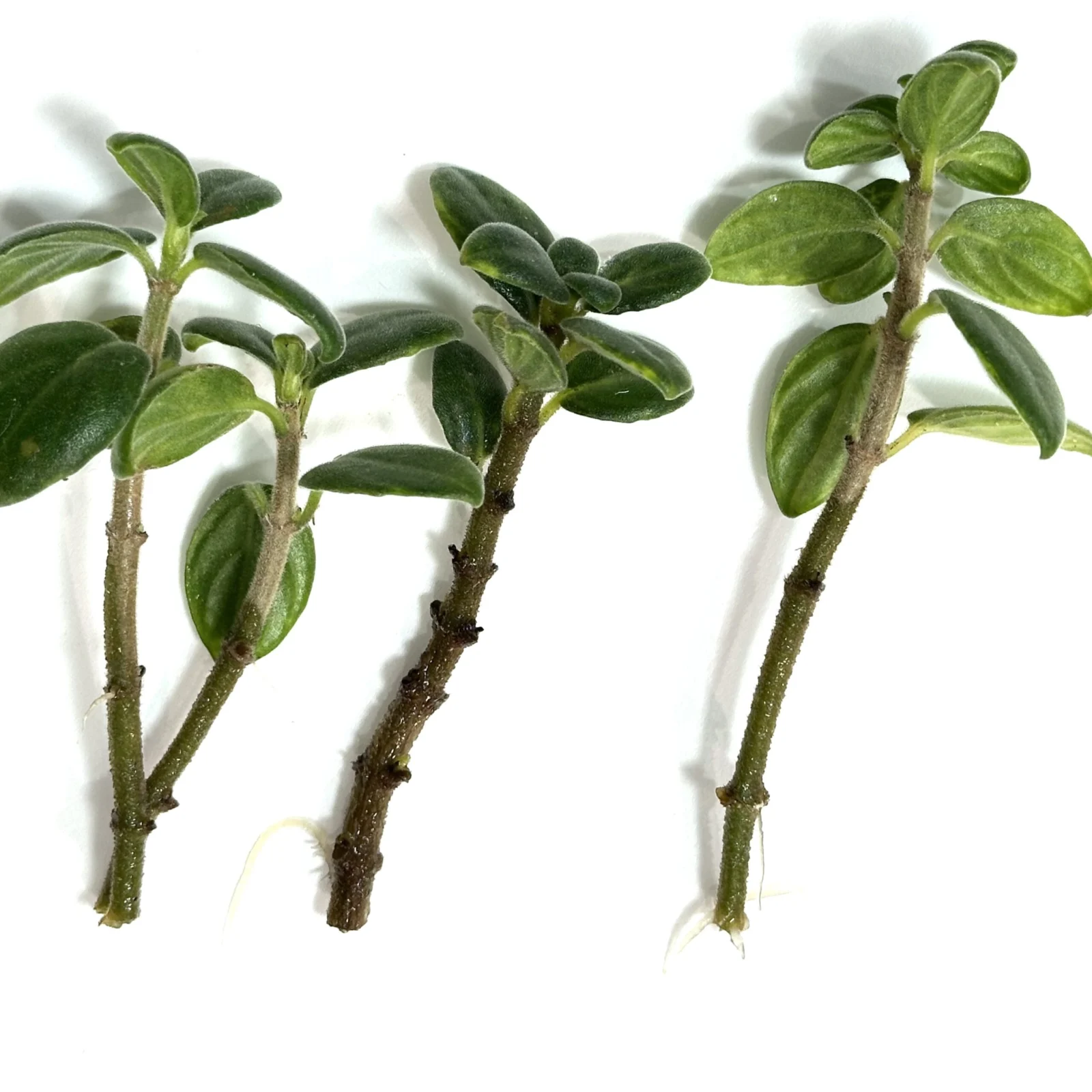 コルムネア　トゥラエ 水挿し