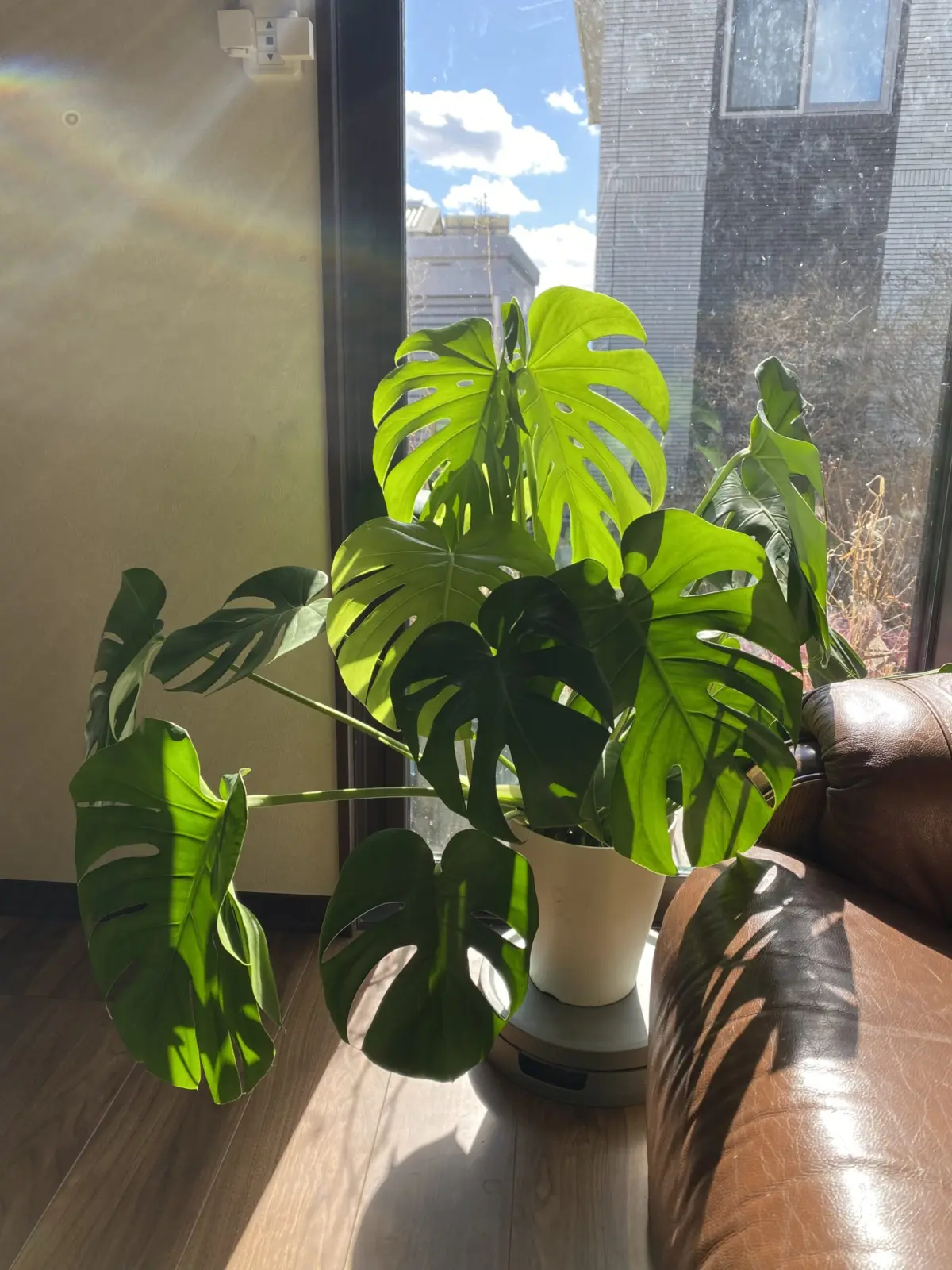 モンステラ デリシオーサ