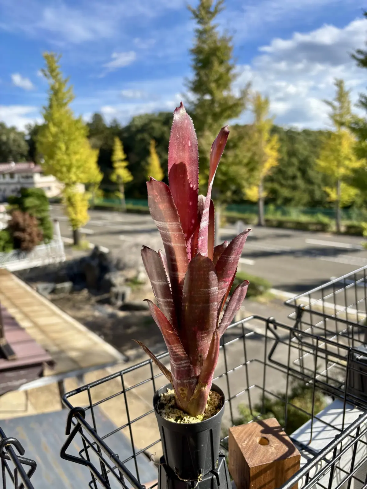 ビルベルギア/ビードルマン