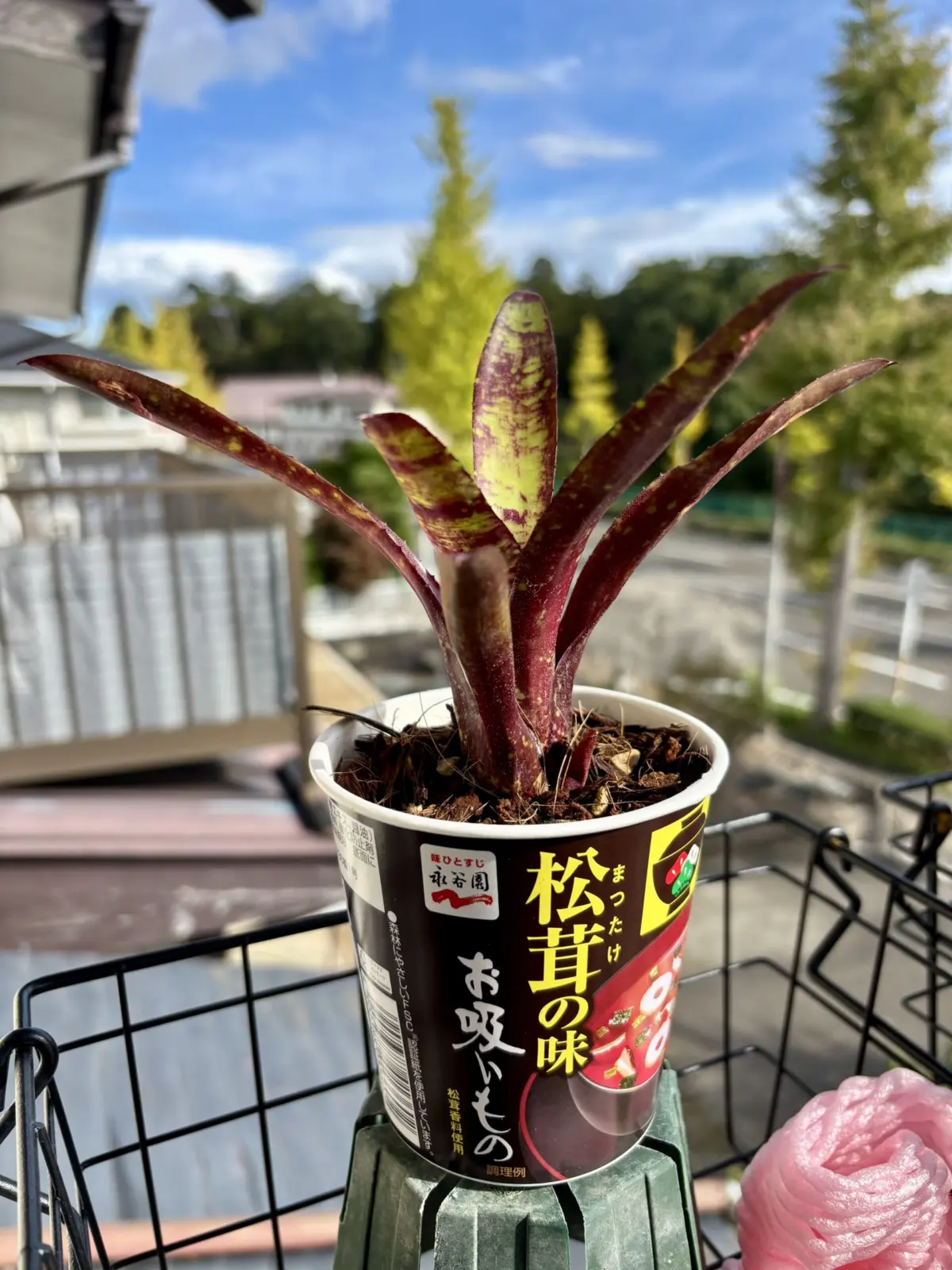 ネオレゲリア/ドゥードゥルバグ